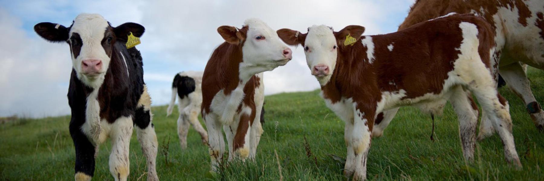 The Ethical Dairy System The Ethical Dairy